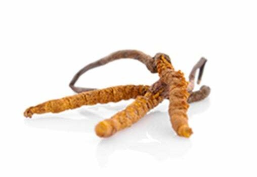 cordyceps-obrázek-houba-2
